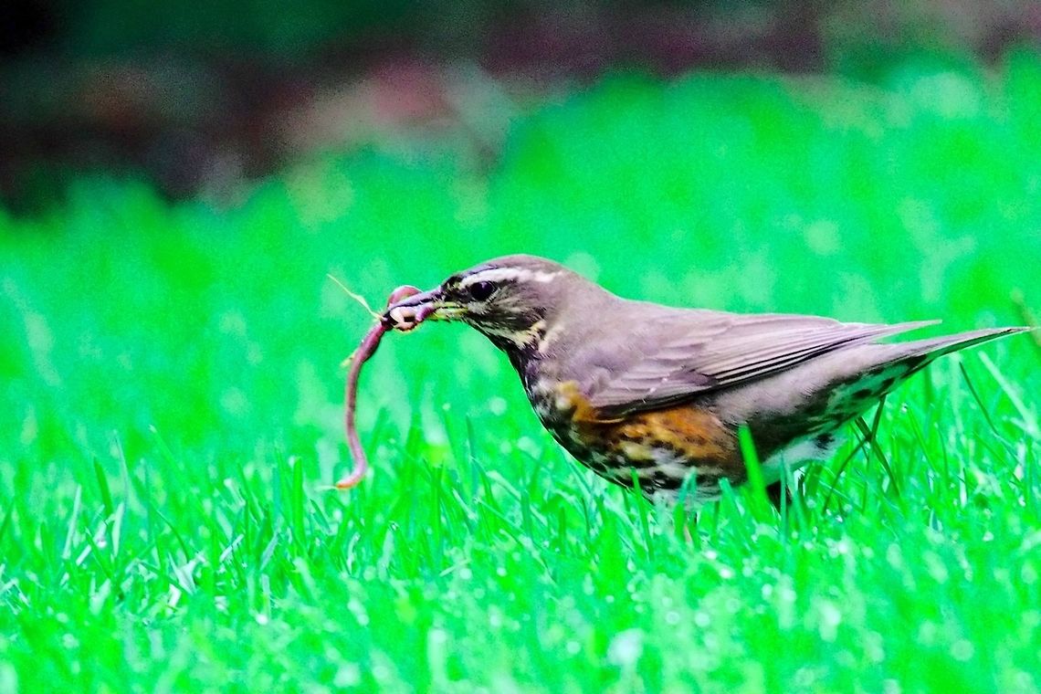 Redwing collection food Redwing, Turdus iliacus, collection food, seen at Akureyri,  Akureyri,Geotagged,Iceland,Redwing,Spring,Turdus iliacus
