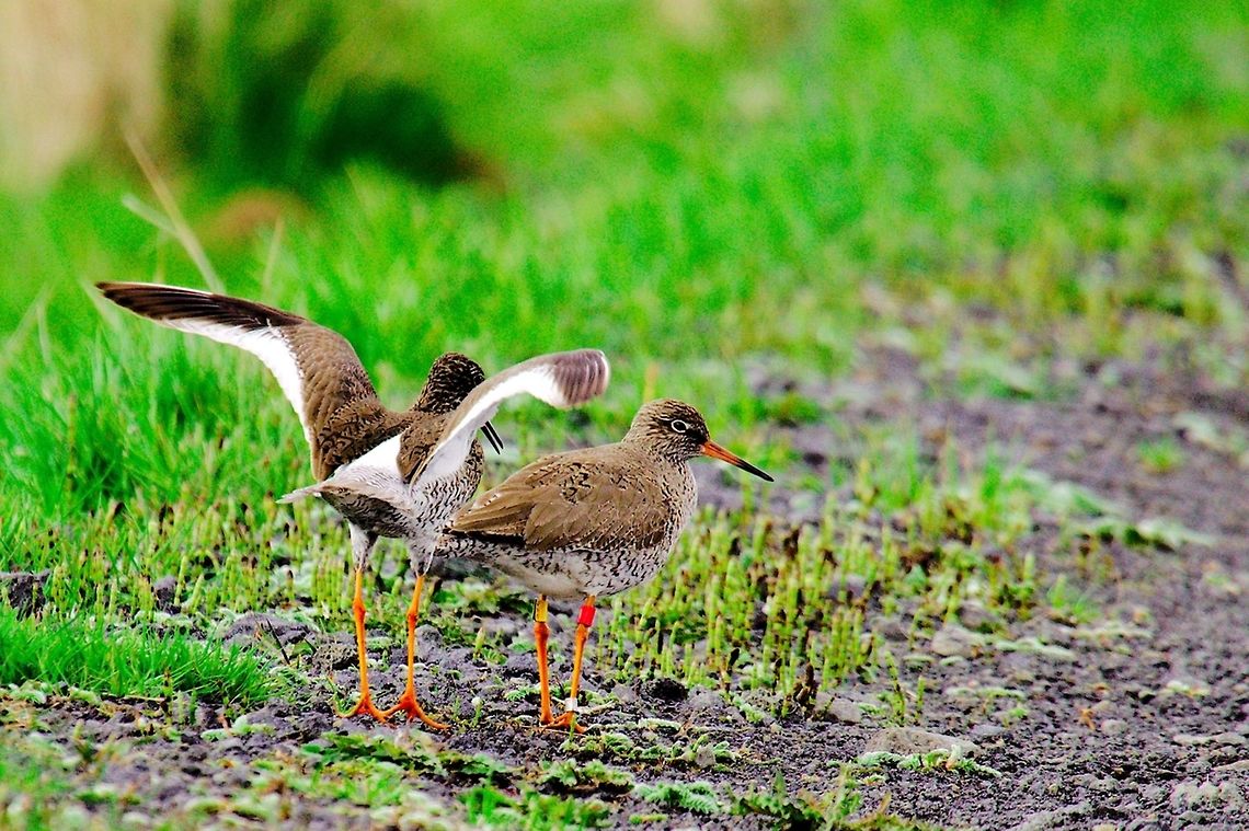 Common Redshank Common Redshank, Tringa totanus, couple seen at &THORN;ingvallavatn Common redshank,Geotagged,Iceland,Spring,Tringa totanus,Þingvallavatn