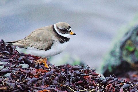 Common Ringed Plover Common ringed Plover, Charadrius hiaticula, seen at Flatey Island Charadrius hiaticula,Common Ringed Plover,Geotagged,Iceland,Spring