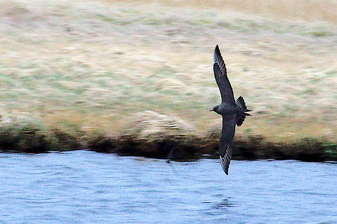 Parasitic Jaeger Parasitic Jaeger, Stercorarius parasiticus, seen near Höfn Geotagged,Iceland,Parasitic jaeger,Spring,Stercorarius parasiticus