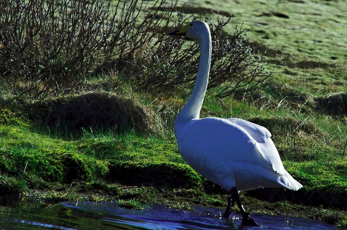 Whooper Swan Whooper Swan seen near Dyrh&oacute;laey Cygnus cygnus,Dyrhólaey,Geotagged,Iceland,Spring,Whooper swan