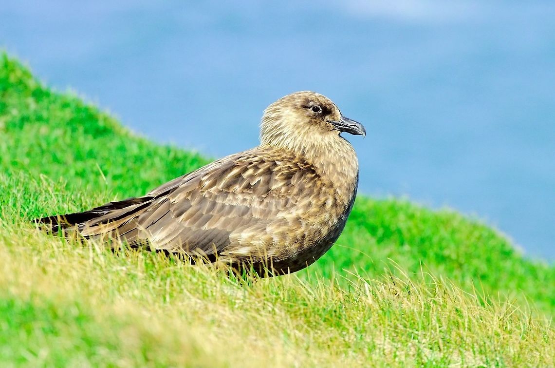 Great Skua Great Skua, Stercorarius skua, seen at Ing&oacute;lfsh&ouml;f&eth;i Geotagged,Great skua,Iceland,Ingólfshöfði,Spring,Stercorarius skua