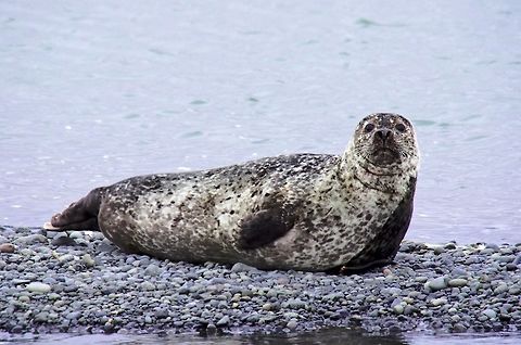 Common Seal Common Seal, at shoal along River Lagarflj&oacute;t Common Seal,Geotagged,Harbor (common) seal,Iceland,Lagarflj&oacute;t,Phoca vitulina,Spring