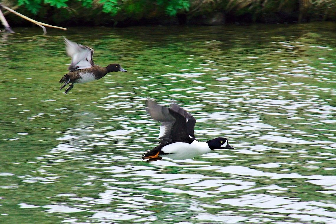 Barrowns goldeneye, flying couple Barrowns goldeneye, Bucephala islandica, flying couple seen at H&ouml;f&eth;i, M&yacute;vatn Barrows goldeneye,Bucephala islandica,Geotagged,Iceland,Myvatn,Spring