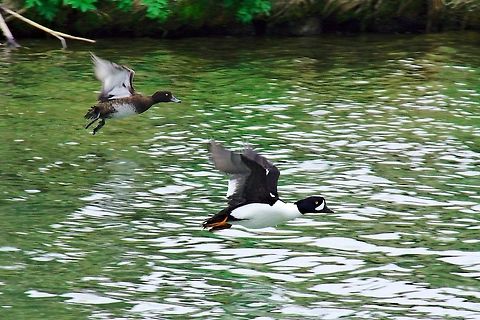 Barrowns goldeneye, flying couple Barrowns goldeneye, Bucephala islandica, flying couple seen at Höfði, Mývatn Barrows goldeneye,Bucephala islandica,Geotagged,Iceland,Myvatn,Spring
