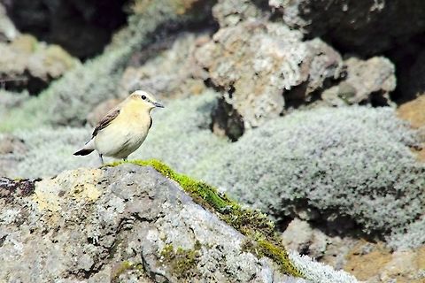 Northern Wheatear Northern Wheatear, Oenanthe oenanthe, seen at Hafnaberg, Iceland Geotagged,Hafnaberg,Iceland,Northern wheatear,Oenanthe oenanthe,Spring
