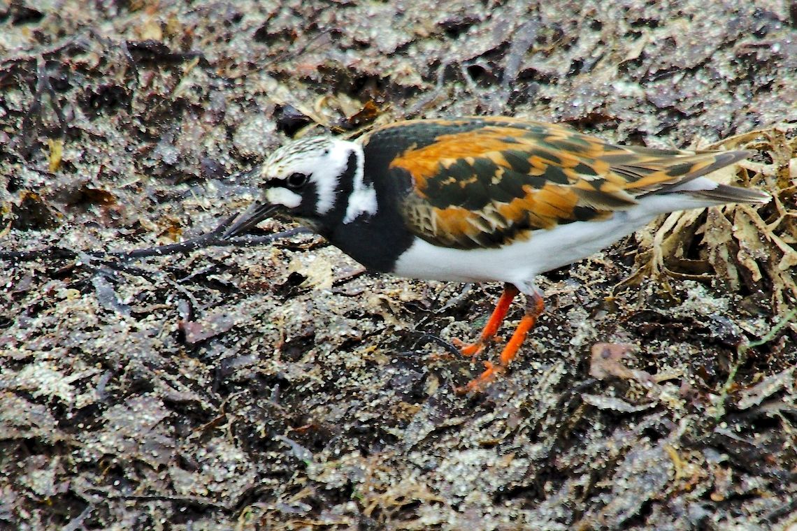 Ruddy Turnstone Ruddy Turnstone, Arenaria interpres, seen at Gar&eth;ur Arenaria interpres,Garður,Geotagged,Iceland,Ruddy Turnstone,Spring
