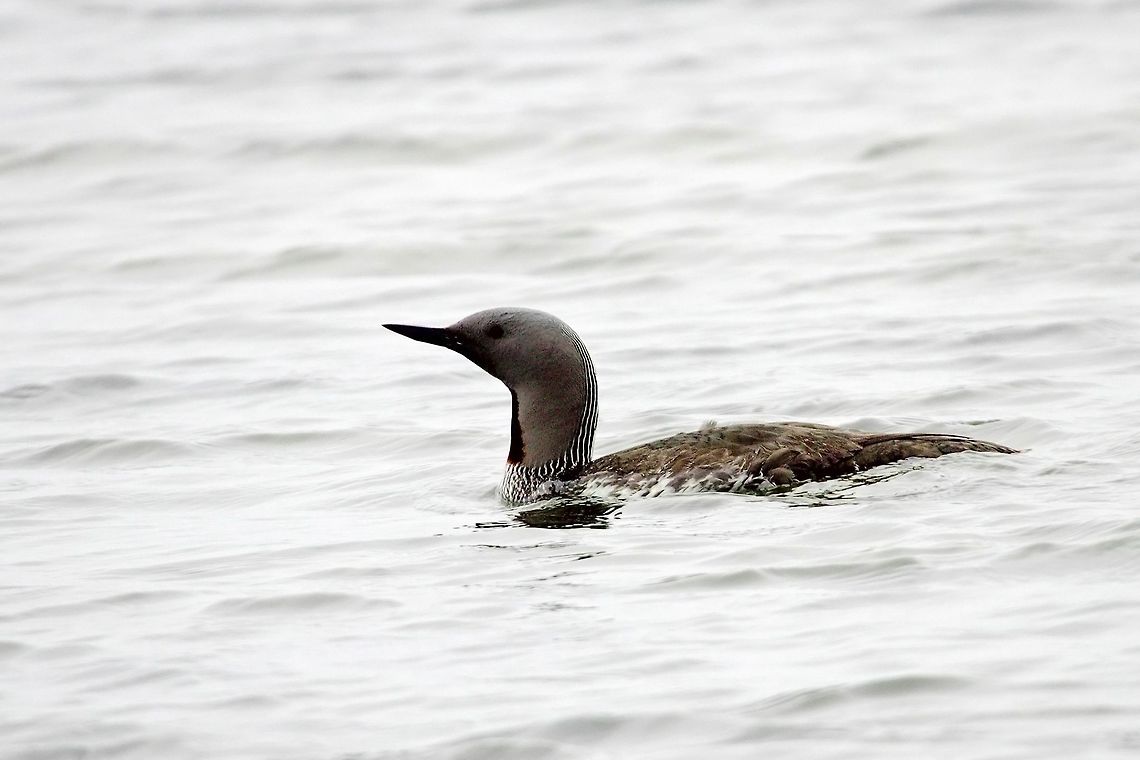 Red-throated Loon Red-throated Loon, Gavia stellata, breeding plumage, seen at Bulandsnes Bulandsnes,Dj&uacute;pivogur,Gavia stellata,Geotagged,Iceland,Red-throated Loon,Red-throated diver,Spring,breeding plumage