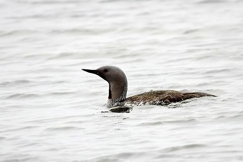 Red-throated Loon Red-throated Loon, Gavia stellata, breeding plumage, seen at Bulandsnes Bulandsnes,Djúpivogur,Gavia stellata,Geotagged,Iceland,Red-throated Loon,Red-throated diver,Spring,breeding plumage