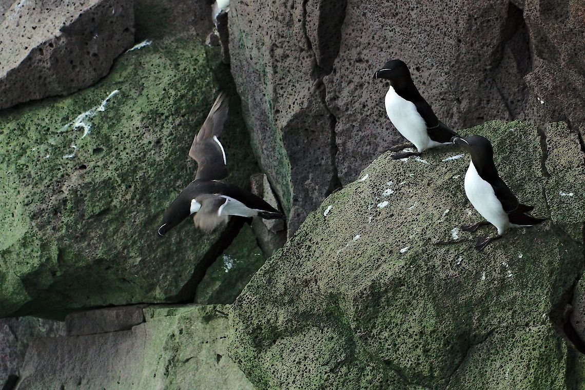 Razorbill, one flying off Razorbill, Alca torda, one flying off, seen at Hafnaberg Alca torda,Geotagged,Hafnaberg,Iceland,Razorbill,Spring