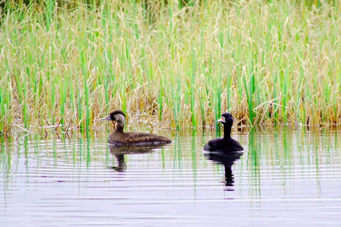 Common Scoter Common Scoter, Melanitta nigra, couple seen at M&yacute;vatn Common Scoter,Common scoter,Geotagged,Iceland,Melanitta nigra,Myvatn,Spring