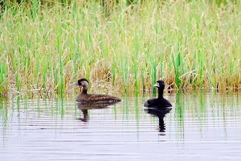 Common scoter