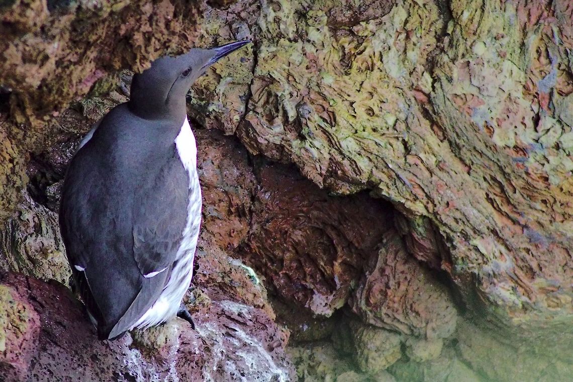 Common murre Common murre, Uria aalge, seen at &Ouml;ndverdarnes Common Murre,Geotagged,Iceland,Spring,Uria aalge,Öndverdarnes