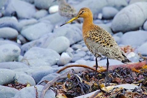Icelandic black-tailed godwit Icelandic black-tailed godwit, Limosa limosa islandica (subspecies), seen at Bulandsnes Black-tailed Godwit,Bulandsnes,Geotagged,Iceland,Icelandic black-tailed godwit,Limosa limosa,Limosa limosa islandica,Spring