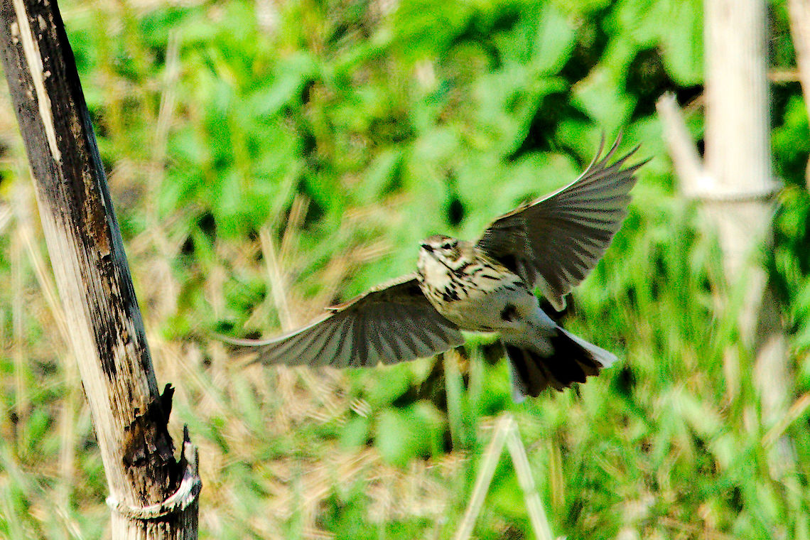 Meadow pipit Meadow pipit, Anthus pratensis, seen at V&iacute;k i Myrdal Anthus pratensis,Geotagged,Iceland,Meadow pipit,Spring,Vík i Mydral