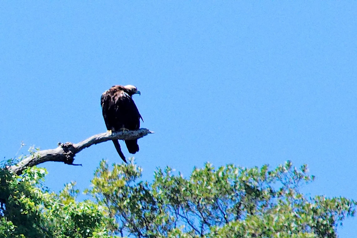 Span Imperial Eagle Spanish imperial eagle at Mirador de la Portilla del Tietar Extremadura, Spain, at 50 m distance, enjoying the full attention of a handful of heavily equipped photographers  Aquila adalberti,Extremadura,Geotagged,La Portilla,Spain,Spanish imperial eagle