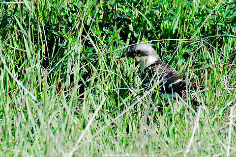 Great spotted cuckoo Great spotted cuckoo with prey close to the road Clamator glandarius,Geotagged,Great spotted cuckoo,Spain,spain