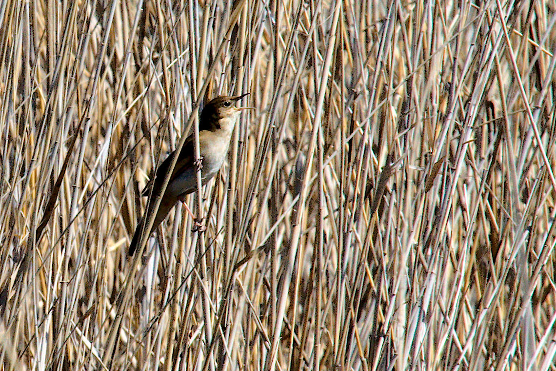 Savis warbler, Spain  Geotagged,Locustella luscinioides,Savis warbler,Spain