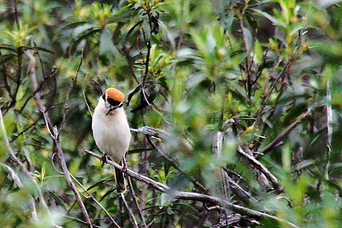 Woodchat shrike Woodchat shrike, ruta amarilla Monfrag&uuml;e NP, Spain Geotagged,Lanius senator,Spain,Woodchat shrike