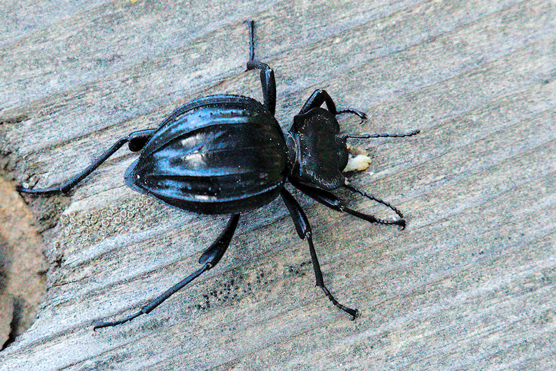 unknown beetle Spain unknown beetle Spain near Rocio Andalucia Beetle,Geotagged,Spain,Spring,spain