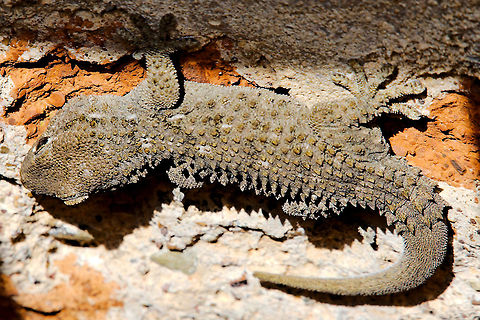 Gecko at La Feria, Spain Within the airducts close to the surface of the castle la Feria, Andalucia, several fugitive reptiles thought as geckos
could be Moorish Gecko Geotagged,Moorish gecko,Spain,Tarentola mauritanica,gecko,spain