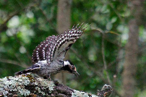 Lesser spotted woodpecker Lesser spotted woodpecker near its nest-hole, Sierra de Hornachuelos, Spain Dendrocopos minor,Geotagged,Lesser Spotted Woodpecker,Sierra de Hornachuelos,Spain,Spring,spain