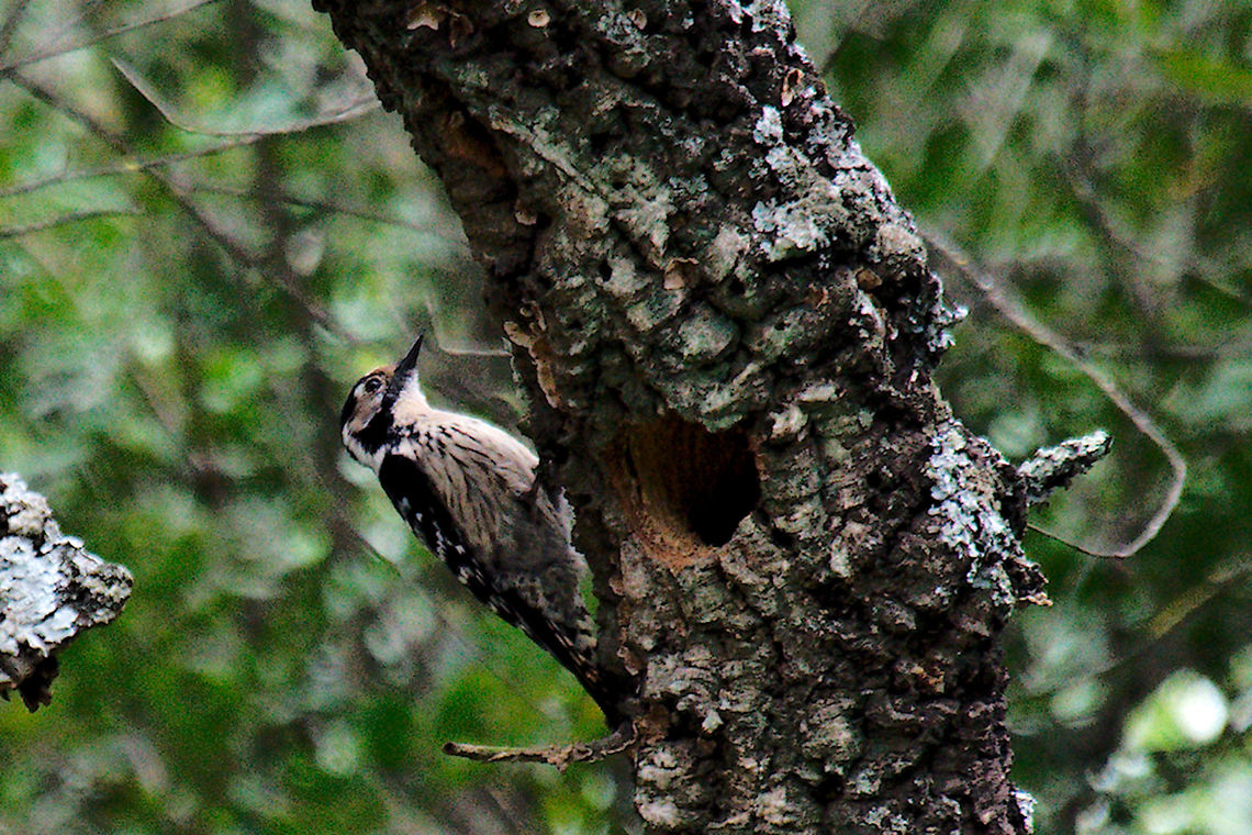 Lesser spotted woodpecker Lesser spotted woodpecker &amp; its hole Dendrocopos minor,Geotagged,Lesser Spotted Woodpecker,Lesser spotted woodpecker,Sierra de Hornachuelos,Spain,Spring