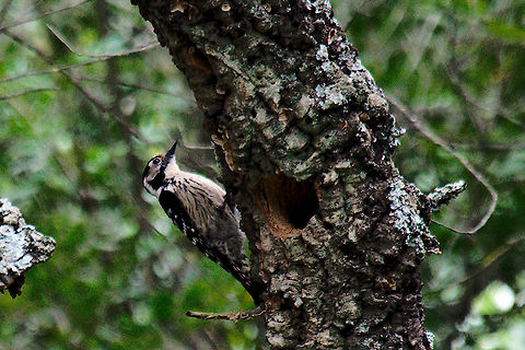 Lesser spotted woodpecker Lesser spotted woodpecker & its hole Dendrocopos minor,Geotagged,Lesser Spotted Woodpecker,Lesser spotted woodpecker,Sierra de Hornachuelos,Spain,Spring