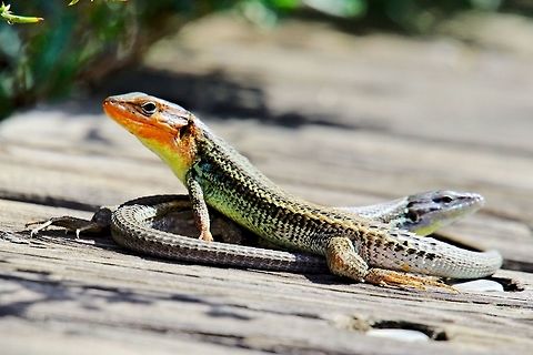 Algerischer_Sandläufer_106ND_DSC1692-kl  Geotagged,Large Psammodromus,Psammodromus algirus,Spain,Spring