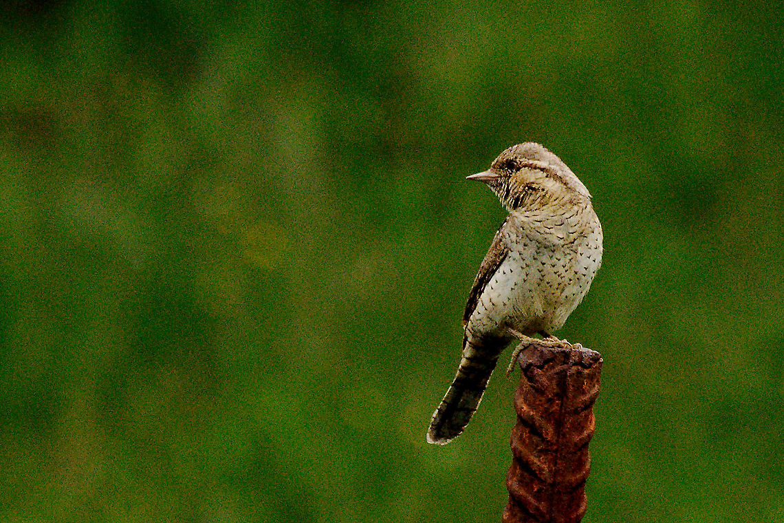 Eurasian Wryneck perched Eurasian Wryneck perched in front of a hide Eurasian wryneck,Geotagged,Jynx torquilla,Spain,Spring