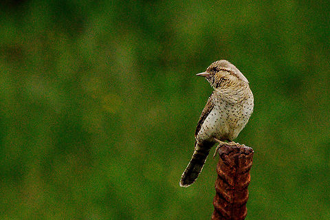 Eurasian Wryneck perched Eurasian Wryneck perched in front of a hide Eurasian wryneck,Geotagged,Jynx torquilla,Spain,Spring