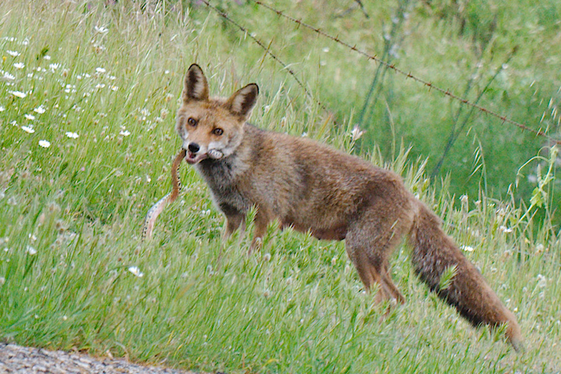 Fox catching snake Red fox just had catched a snake, which kind of snake is it? Geotagged,Red Fox,Spain,Spring,Vulpes vulpes,red fox,snake,spain