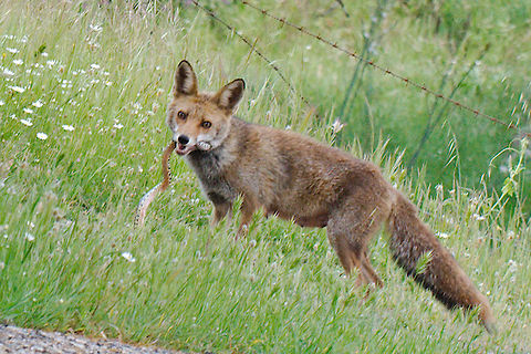 Fox catching snake Red fox just had catched a snake, which kind of snake is it? Geotagged,Red Fox,Spain,Spring,Vulpes vulpes,red fox,snake,spain