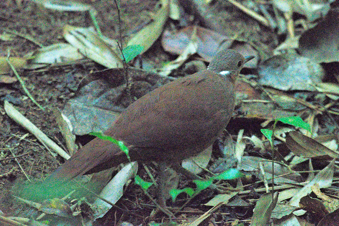 Brown Mesite Brown Mesite on the ground, no flash, Ranomafana Brown Mesite,Brown mesite,Geotagged,Madagascar,Mesitornis unicolor,Ranomafana National Park,Spring