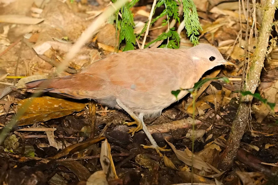 Brown Mesite, same bird with flash Brwon Mesite on the ground, photo taken with dimmed flash Brown Mesite,Brown mesite,Geotagged,Madagascar,Mesitornis unicolor,Ranomafana National Park,Spring