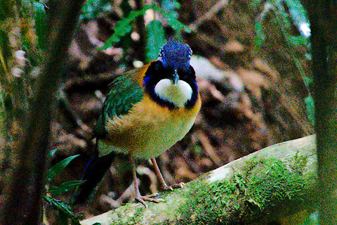 Pitta-like Ground Roller Pitta-like Ground Roller perched in the forest of Ranomafana Atelornis pittoides,Geotagged,Madagascar,Pitta-like Ground Roller,Ranomafana National Park,Spring,pitta-like ground roller