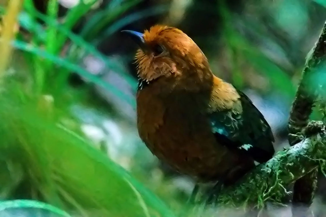 Rufous-headed Ground Roller Rufous-headed Ground Roller at Ranomafana after a longer period of searching and calling Atelornis crossleyi,Geotagged,Madagascar,Ranomafana National Park,Rufous-headed Ground Roller,Spring,rufous-headed ground roller