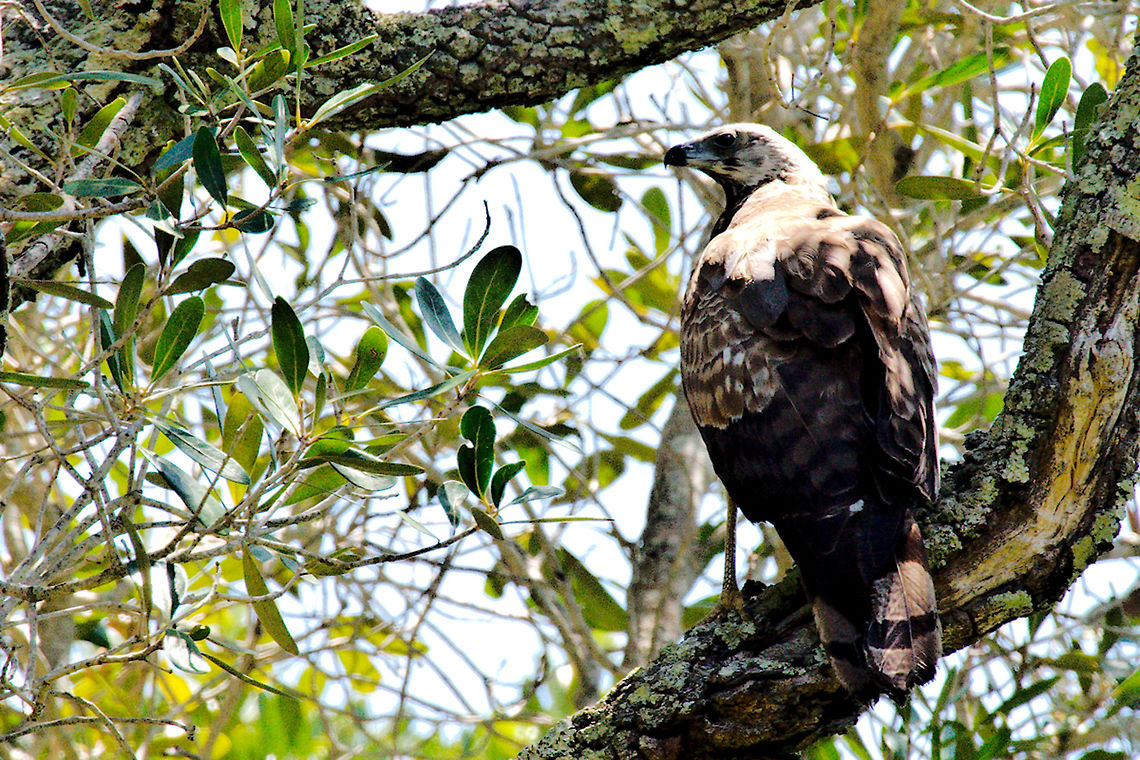 Madagascar Cuckoo-hawk Bird landing on a tree near Isalo Aviceda madagascariensis,Geotagged,Isalo National Park,Madagascan cuckoo-hawk,Madagascar,Madagascar Cuckoo-hawk,Spring