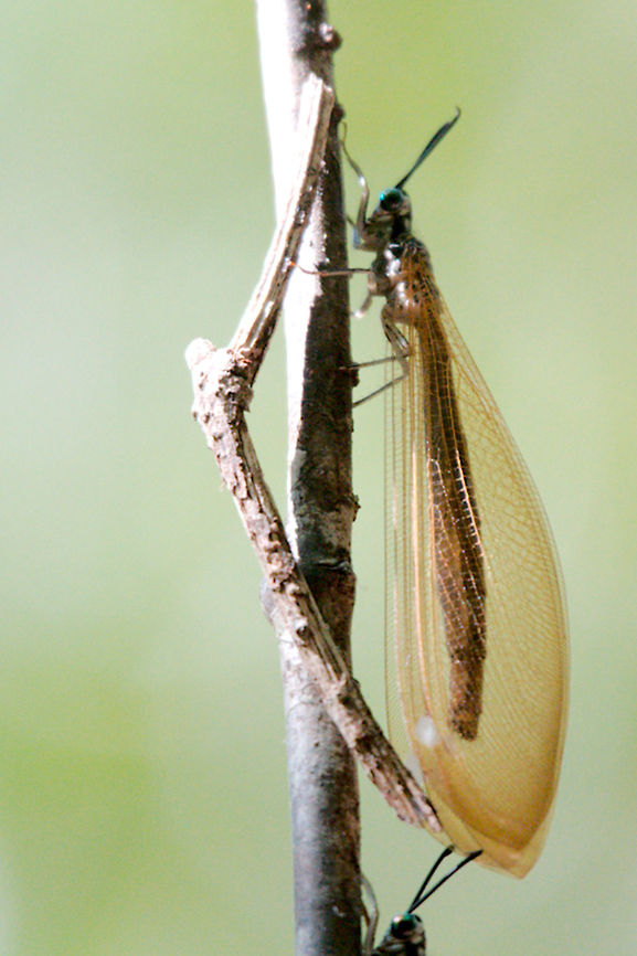 Unknown insect, -> Adult Antlion sitting in a row on a stick seen at Ankanin'ny Nofy, Madagascar <br />
Identified by forummembers (cp. comments) as adult Antlion (Myrmeleontidae)<br />
There are several species found in Madagascar <a href="http://www.smmi.hu/termtud/ns/ns19/109-138small.pdf" rel="nofollow">http://www.smmi.hu/termtud/ns/ns19/109-138small.pdf</a> Adult Antlion,Distoleon tetragrammicus,Geotagged,Madagascar,Spring