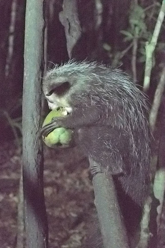 Aye-aye opening a coconut at Nakanin&#039;ny Nofy Aye-aye,Daubentonia madagascariensis,Geotagged,Madagascar,Nakanin'ny Nofy,Spring