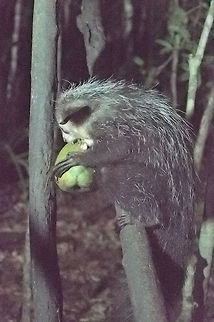 Aye-aye opening a coconut at Nakanin'ny Nofy Aye-aye,Daubentonia madagascariensis,Geotagged,Madagascar,Nakanin'ny Nofy,Spring