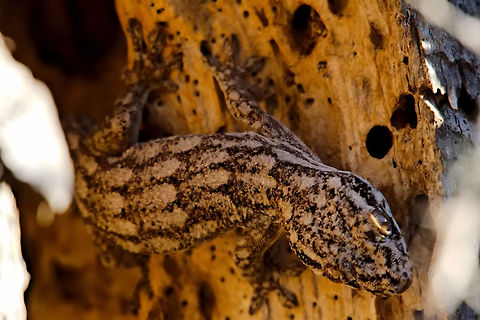 Grandidier's Velvet Gecko