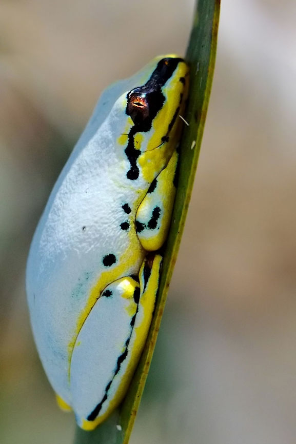 Blue-back Reed Frog  Blue-back Reed Frog at Ankanin&#039;ny Nofy beach Ankanin'ny Nofy,Geotagged,Heterixalus madagascariensis,Madagascar,Madagascar Reed Frog,Spring