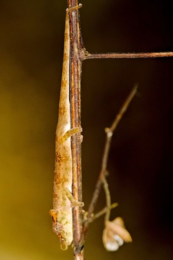 Calumma fallax  Calumma fallax at Ranomafana Calumma fallax,Geotagged,Madagascar,Ranomafana National Park,Spring