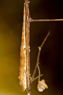 Calumma fallax  Calumma fallax at Ranomafana Calumma fallax,Geotagged,Madagascar,Ranomafana National Park,Spring