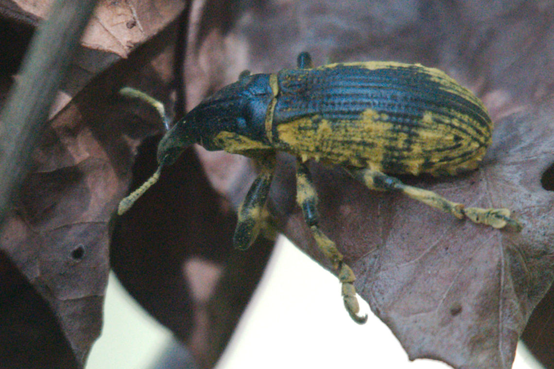 Blue-backed yellowish Beetle Blue-backed yellowish Beetle seen at Ranomafana Geotagged,Madagascar,Ranomafana National Park,Spring,beetle