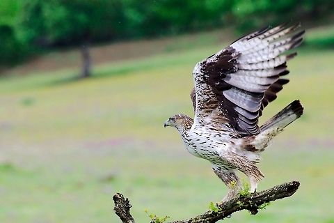 Bonelli's Eagle Bonelli's Eagle flying up Aquila fasciata,Bonelli's eagle,Geotagged,Spain,Spring