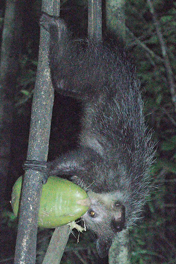 Aye-aye Fuss-size photography of the lemur on his favourite, a coco-nut presented at one of his feeding-places on a guarded island near Palmarium Aye-aye,Daubentonia madagascariensis,Geotagged,Madagascar,Palmarium Reserve,Spring