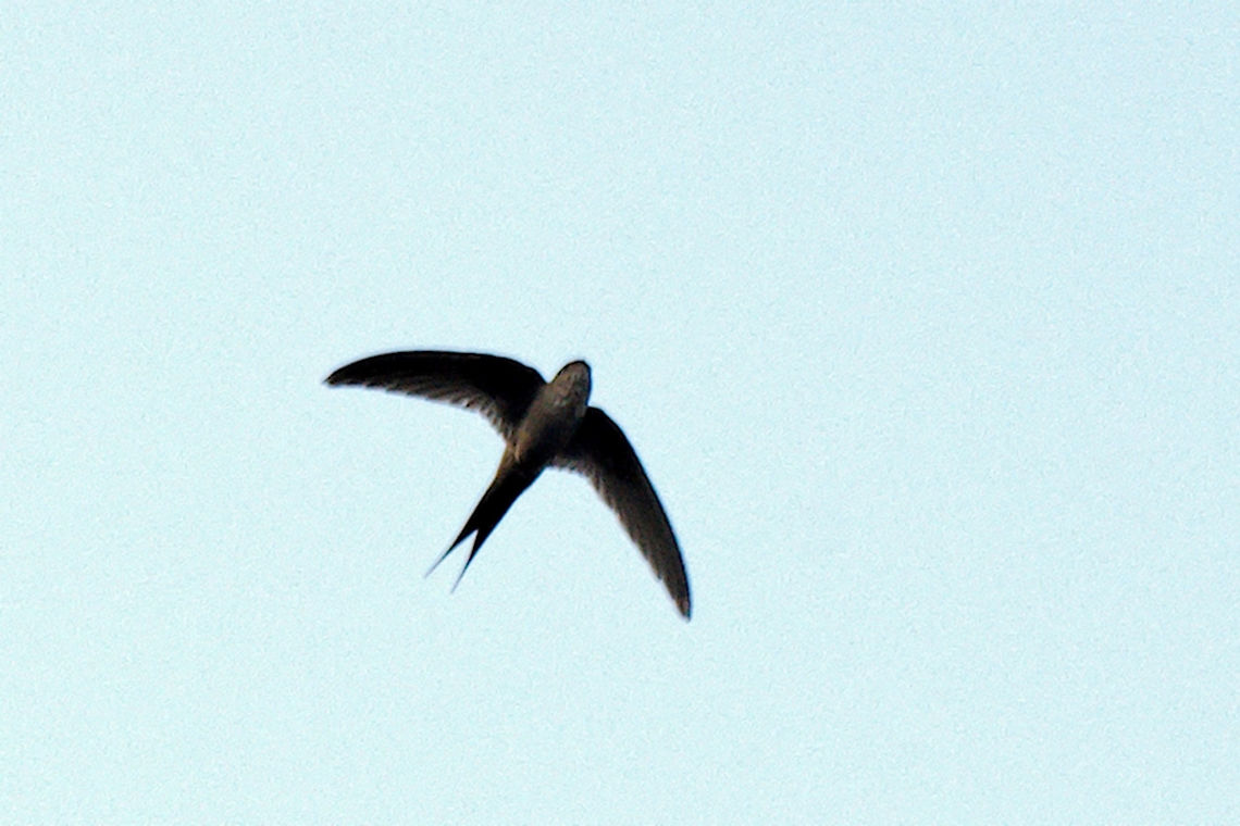 African Black Swift African Black Swift flying at hotel garden near Andasibe African Black Swift,African black swift,Andasibel,Apus balstoni,Apus barbatus,Geotagged,Madagascar,Spring