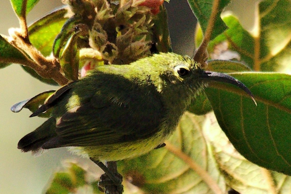 Common Sunbird Asity Common Sunbird Asity seen at Ranomafana, non-breeding Common sunbird-asity,Fall,Geotagged,Madagascar,Neodrepanis coruscans,Ranomafana National Park,Spring